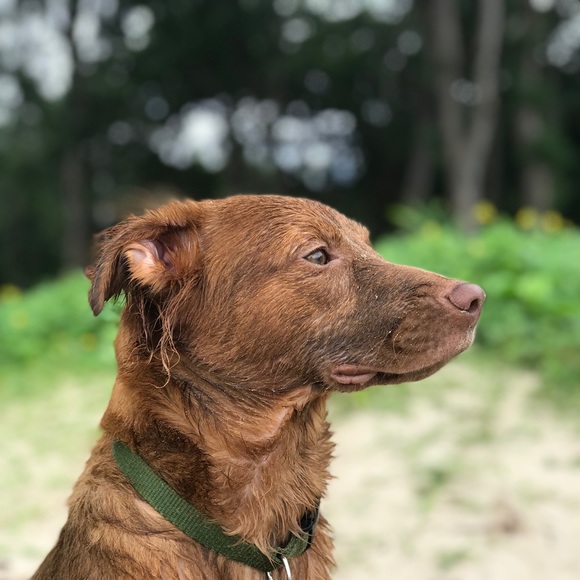 Meet your Posher, Kaua - Picture 5 of 8